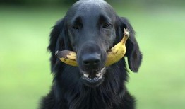 狗可以吃绿宝瓜,绿宝瓜，狗狗的新宠