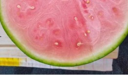 外国的吃瓜网站