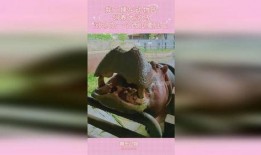 大河马吃瓜动物视频,大河马趣味吃瓜瞬间