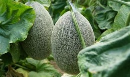 川科院吃瓜,揭秘校园里的那些事儿