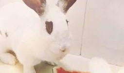 瓜兔吃鸡,一场趣味横生的美食盛宴