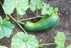 大瓠瓜宝宝怎么吃,大瓠瓜宝宝的多彩食法探索