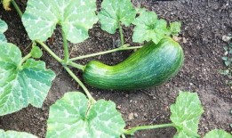 大瓠瓜宝宝怎么吃,大瓠瓜宝宝的多彩食法探索