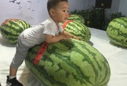 吃瓜事件河北邢台,揭秘背后真相与反思