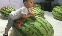 吃瓜事件河北邢台,揭秘背后真相与反思