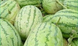 临晨吃瓜,揭秘娱乐圈背后的秘密