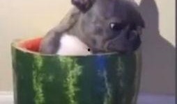 法斗吃瓜视频大全,趣味视频大盘点