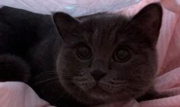 猫猫吃瓜语录,揭秘喵星人的八卦世界