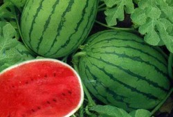 吃瓜小宋大人吃瓜日常,揭秘娱乐圈的甜蜜与苦涩