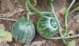 有种幸福叫做吃瓜,揭秘“吃瓜”背后的文化现象