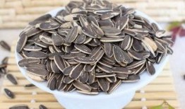 吃瓜不嗑瓜子,揭秘网络热词背后的趣味与智慧