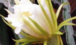 吃瓜霸王花约定,揭秘娱乐圈背后的瓜田秘事