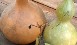 吃瓜甜吃药苦,吃瓜甜与吃药苦的人生感悟