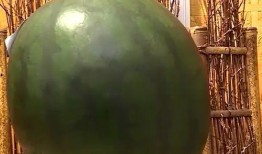 吃大瓜解渴视频大全