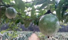 梦见摘果摘瓜吃,摘果瓜食的奇幻体验