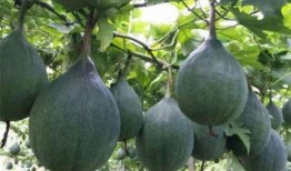 女宝吃瓜图,揭秘瓜界新宠儿的甜蜜诱惑