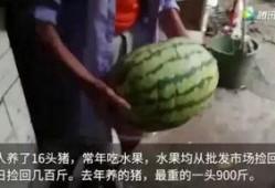 某网友专业吃瓜,专业吃瓜背后的故事与真相