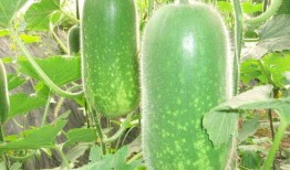 越城吃瓜,探寻古都美食背后的故事