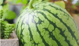 轻心吃瓜,揭秘娱乐圈幕后故事