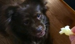 狗子吃瓜被打晕,引发宠物饮食安全思考