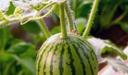 吃西瓜籽的瓜叫什么瓜,揭秘吃西瓜籽的瓜的独特名称