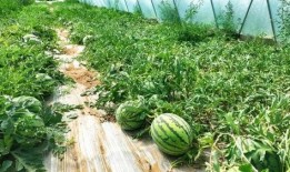 兰州马滩吃瓜事件,一场引发热议的街头冲突