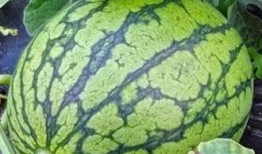 吃瓜十一,揭秘娱乐圈背后的那些事儿