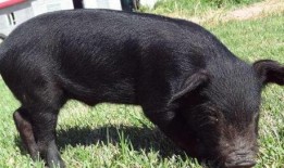 黑猪吃白瓜,一场生态趣事