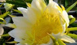 吃瓜霸王花约定,揭秘娱乐圈背后的瓜田秘事