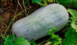 吃瓜网去除广告教程,吃瓜网广告去除教程全解析