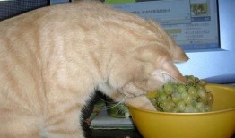 猫吃籽瓜,籽瓜的诱惑与猫儿的欢愉