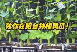 种花和吃瓜教案,寓教于乐的植物认知与生活体验课程