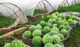 麒麟西瓜吃瓜视频,揭秘网红吃瓜视频背后的甜蜜诱惑