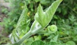 云瓜的叶子可以吃,大自然的绿色馈赠，美味与营养并存