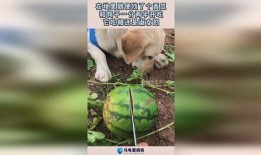 狗子吃瓜图,笑料横生，萌态十足！