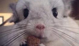 龙猫吃瓜壁纸,萌动夏日时光