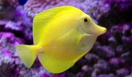 吃瓜热带鱼,揭秘吃瓜热带鱼的趣味生活