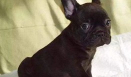 法斗吃瓜视频大全,趣味视频大盘点