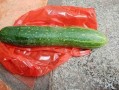 什么瓜都可以吃,揭秘“什么瓜都可以吃”的奇妙世界