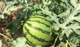 时代峰峻吃瓜在哪吃,揭秘明星们的秘密聚餐地