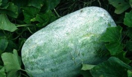 晚上睡觉吃瓜视频,揭秘睡前吃瓜的奇妙体验