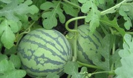 最全吃瓜网,最全吃瓜网带你领略明星幕后故事