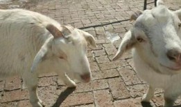 东东羊吃瓜,揭秘娱乐圈的甜蜜瓜田