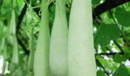 长期吃小红瓜好吗,健康益处与注意事项揭秘