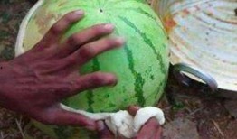 吃瓜盟主印度,吃瓜盟主，揭秘神秘国度的多元魅力