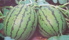 大家可以吃瓜,揭秘明星幕后故事