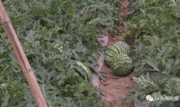 吃瓜群众上线滕州