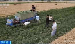 吃瓜赛道是什么,网络热议背后的娱乐现象解析