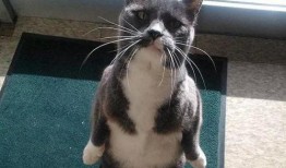 猫岛上吃瓜,揭秘神秘吃瓜文化背后的故事