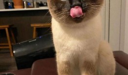 吃瓜瞎猫,揭秘娱乐圈幕后真相